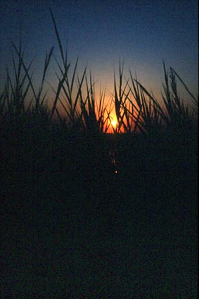 SYVOTA - PHOTO BY TAKIS CHRONAKIS