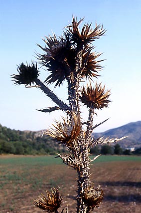 THESPROTIA - PHOTO BY TAKIS CHRONAKIS