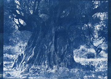 MILOULA ΤΣΕΛΕΝΤΗ
